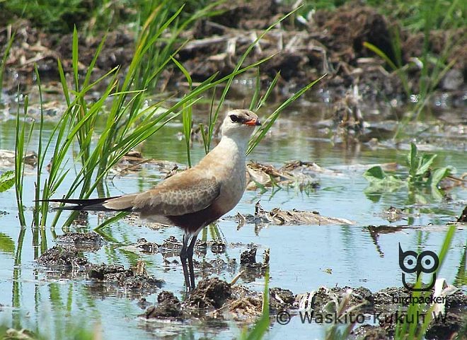 ouhorlík australský - ML379021481