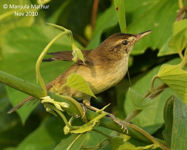 Blyth's Reed Warbler - Manjula Mathur