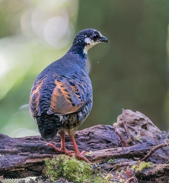 Gray-breasted Partridge - Mohit Kumar Ghatak