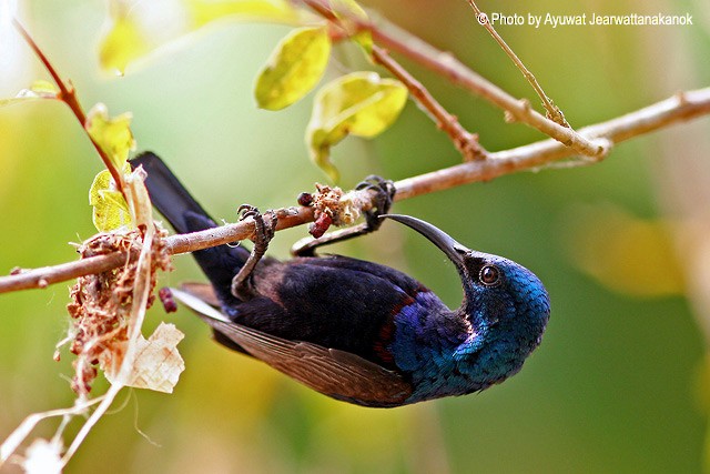 Purple Sunbird - ML379022541