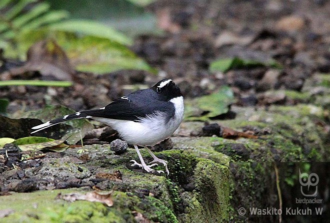 Sunda Forktail - ML379022631