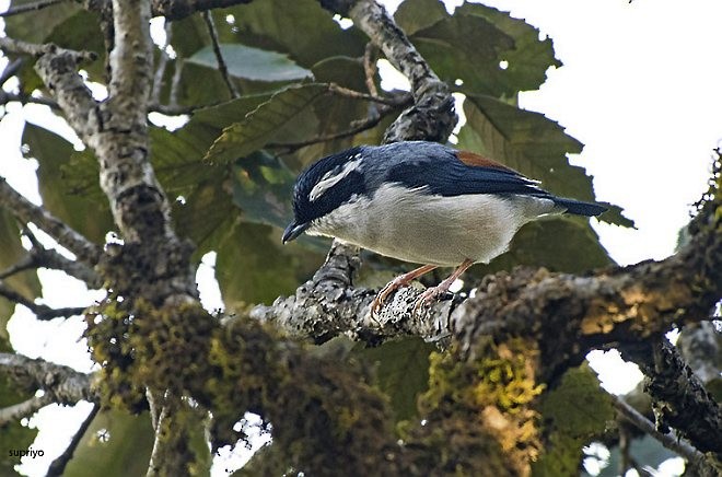 White-browed Shrike-Babbler (Himalayan) - ML379023641