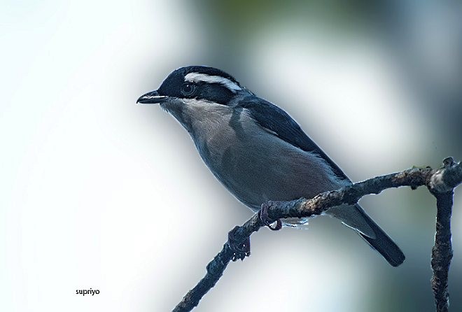 White-browed Shrike-Babbler (Himalayan) - ML379023651