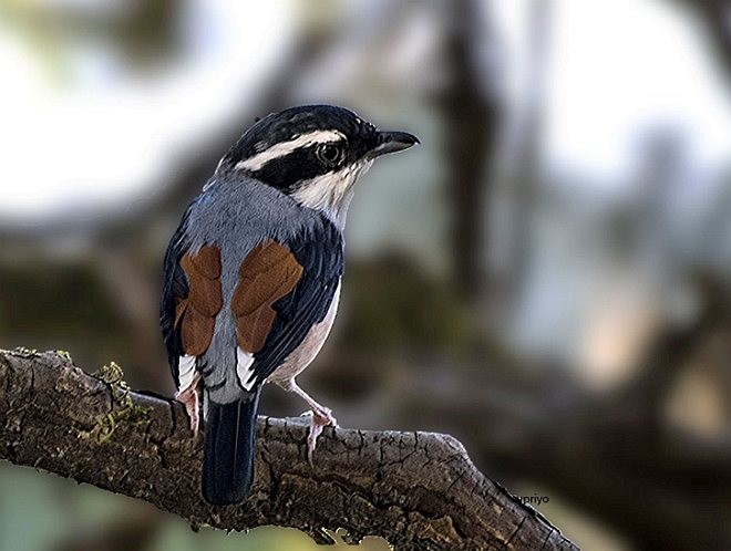 White-browed Shrike-Babbler (Himalayan) - ML379023661