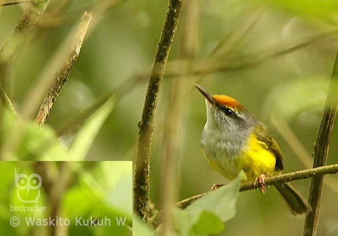 Mountain Tailorbird - ML379023871