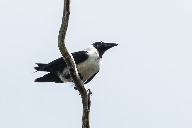 Piping Crow - ML379024751