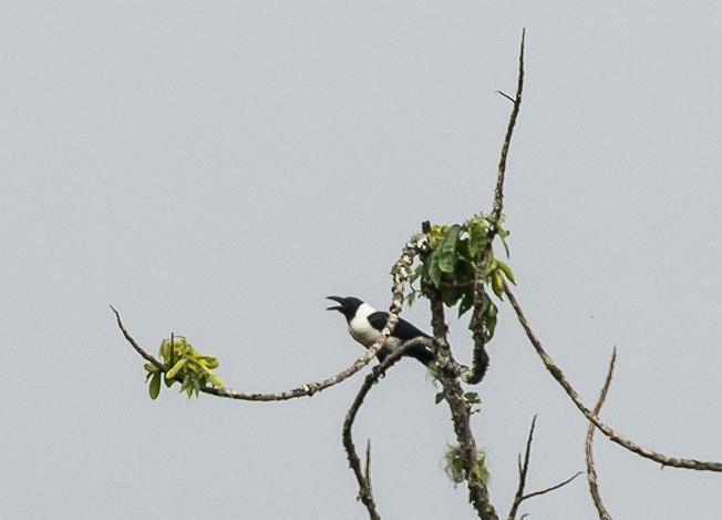 Piping Crow - ML379024761