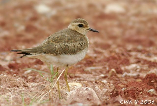 Oriental Plover - Weng Kwong Cheah