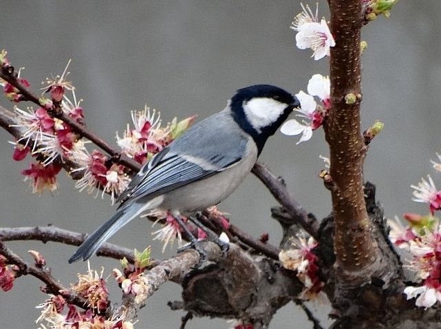 Asian Tit (Cinereous) - ML379025251