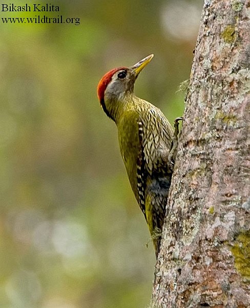 Streak-throated Woodpecker - Bikash Kalita