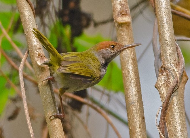 Dark-necked Tailorbird - ML379025381