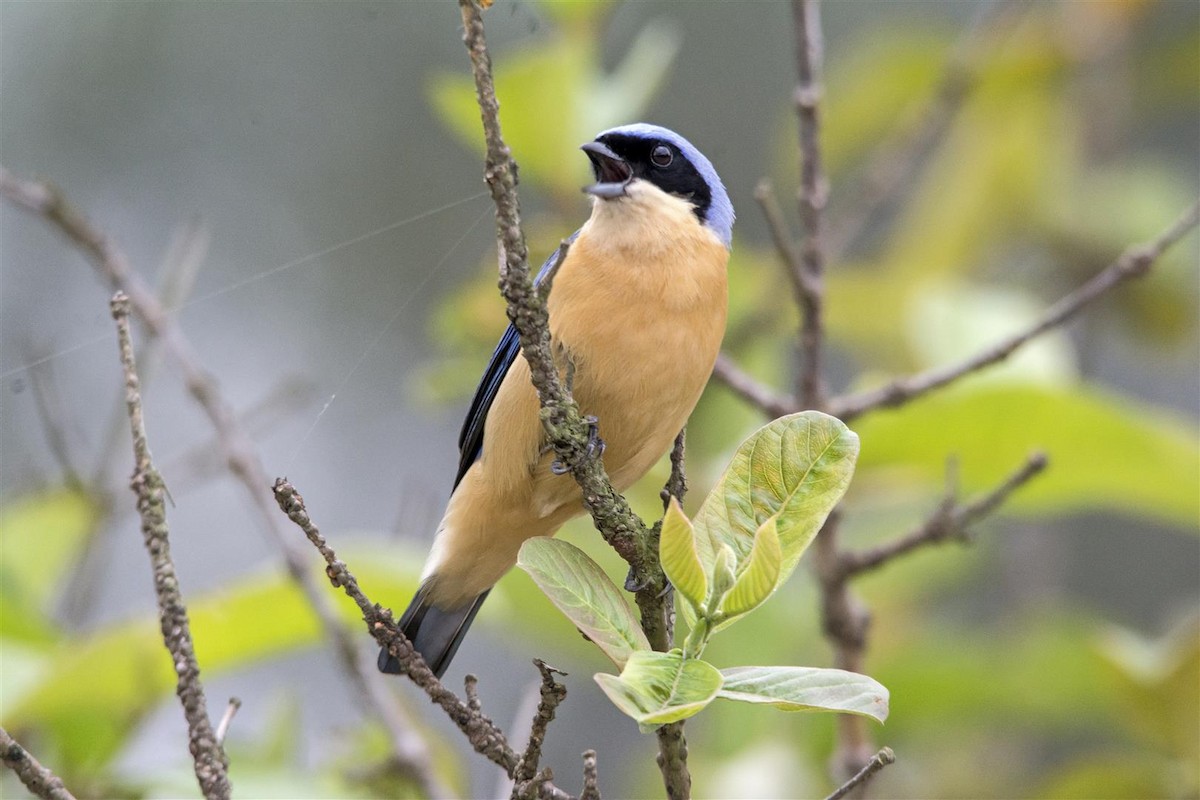 Fawn-breasted Tanager - Marco Silva