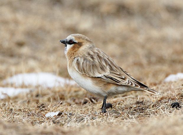 Rufous-necked Snowfinch - ML379025921