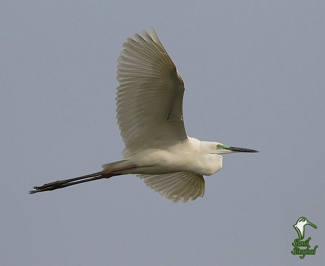 Great Egret (modesta) - Sunil Singhal