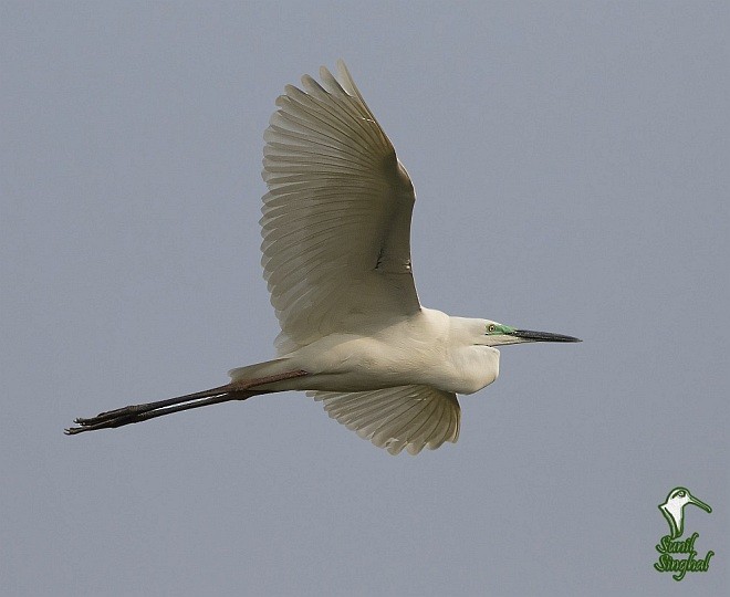 Great Egret (modesta) - ML379026211