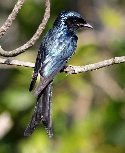 Bronzed Drongo - ML379026431