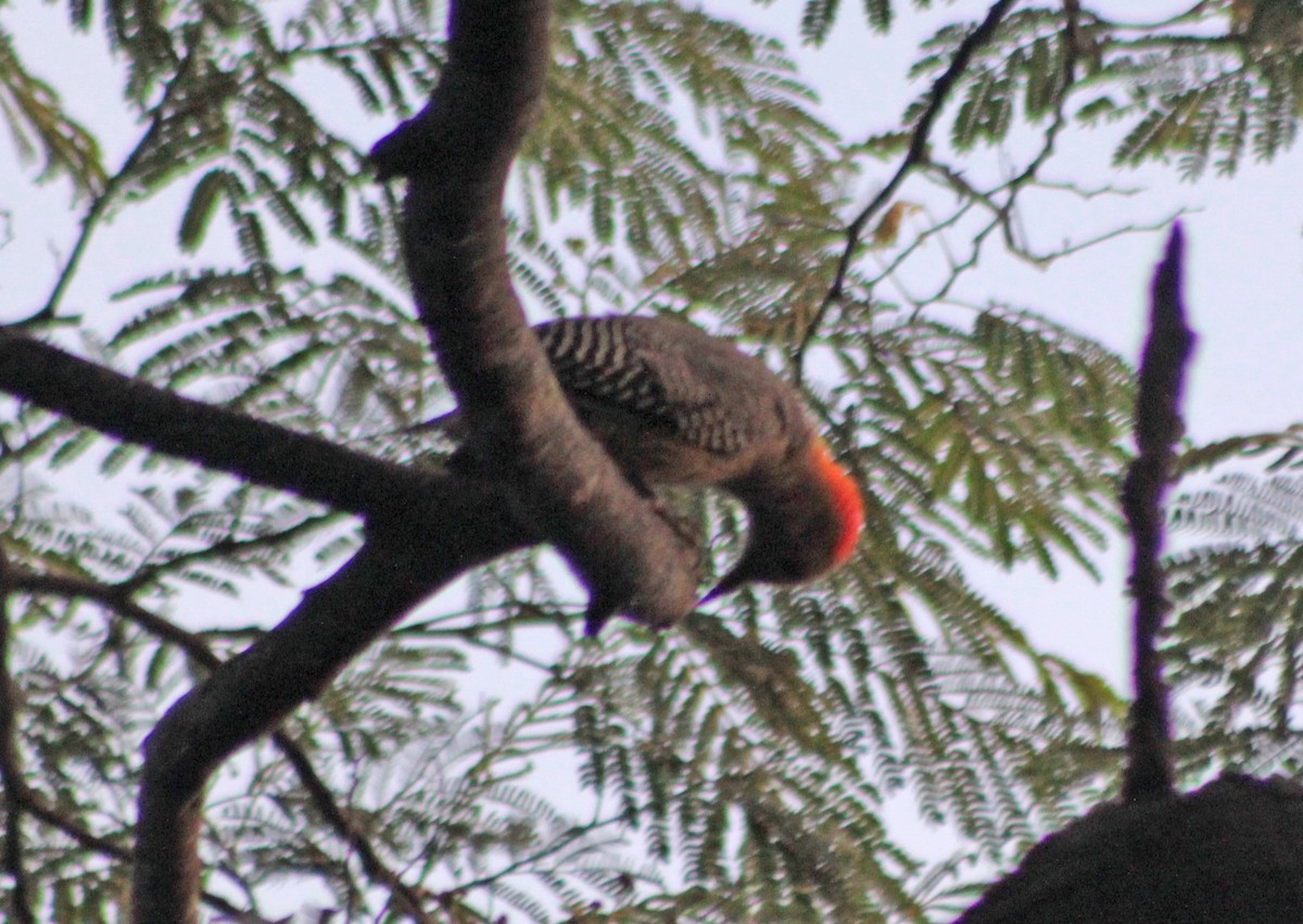 Golden-fronted Woodpecker - ML379026831