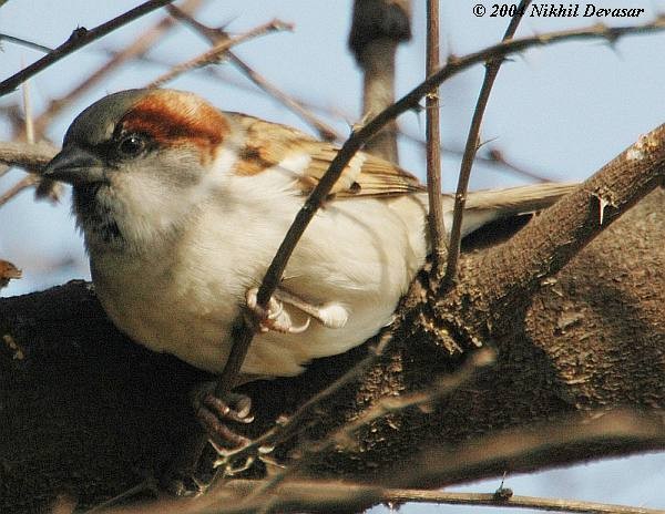 Moineau du Sind - ML379027511