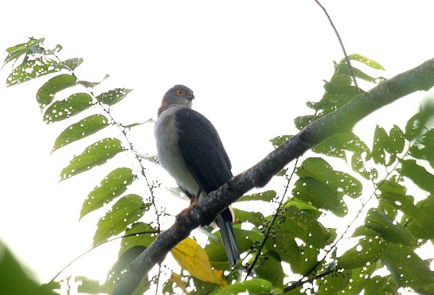 Rufous-necked Sparrowhawk - Jon Hornbuckle