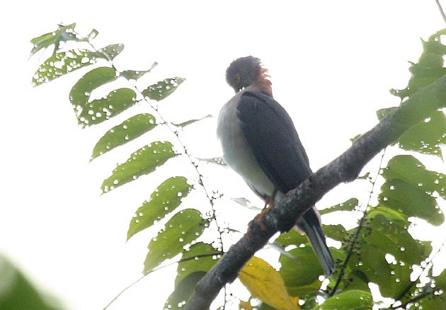 Rufous-necked Sparrowhawk - ML379027951