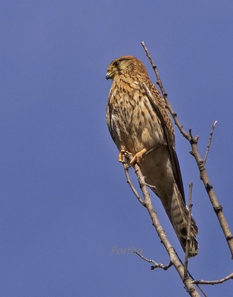 Eurasian Kestrel - ML379028111