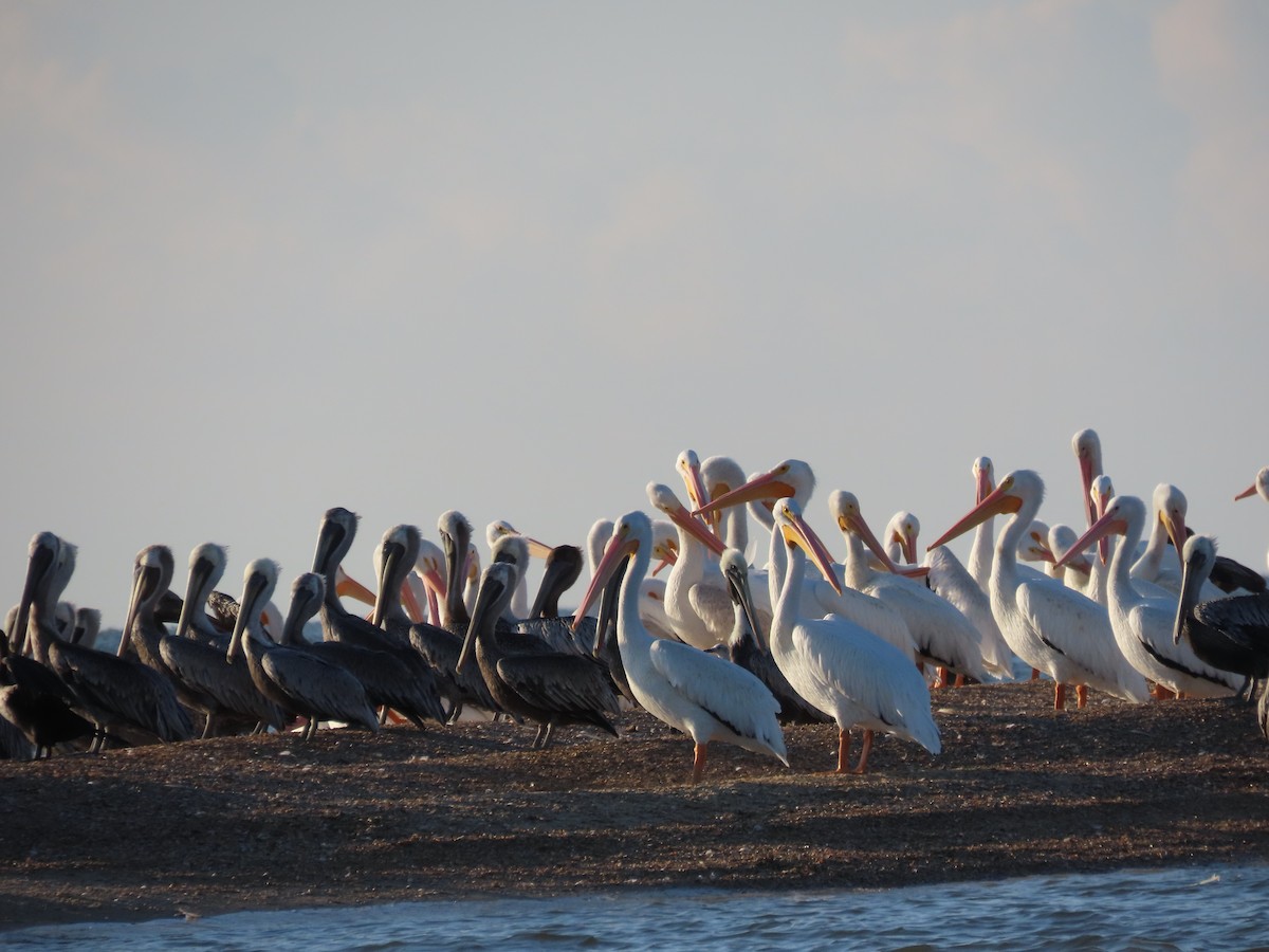 American White Pelican - ML379028371