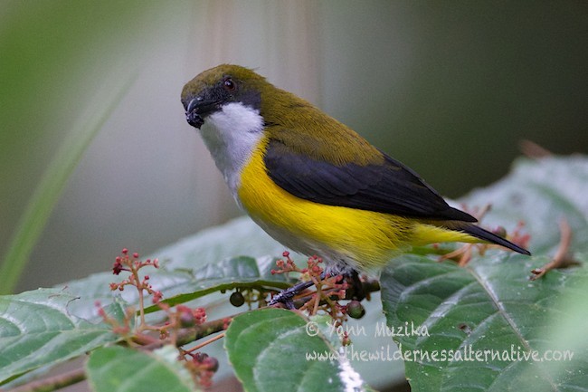 Yellow-sided Flowerpecker - ML379028661