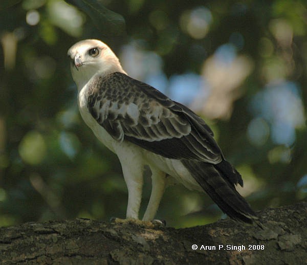 Changeable Hawk-Eagle (Changeable) - Arun P.Singh