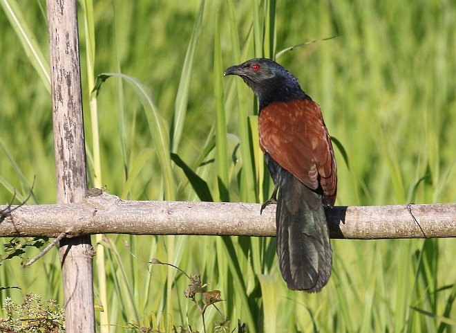 Greater Coucal (Greater) - ML379029721