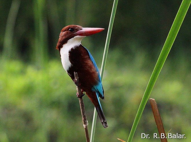 White-throated Kingfisher - Dr. Raghavji Balar