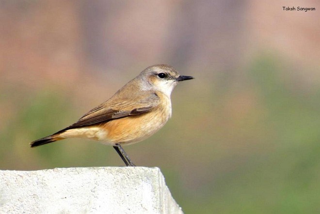 bělořit perský - ML379030481