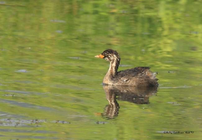 Little Grebe - ML379030521