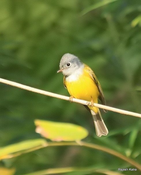 Gray-headed Canary-Flycatcher - ML379031091