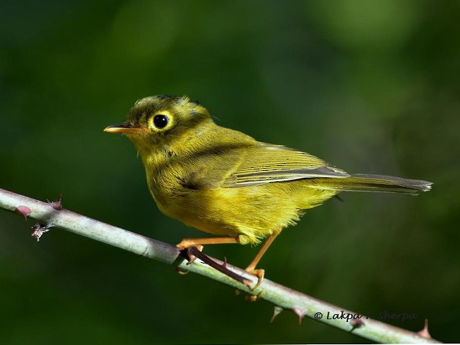 Whistler's Warbler - Lakpa Tenzing Sherpa