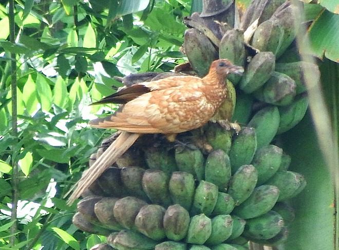 Enggano Cuckoo-Dove - ML379031781