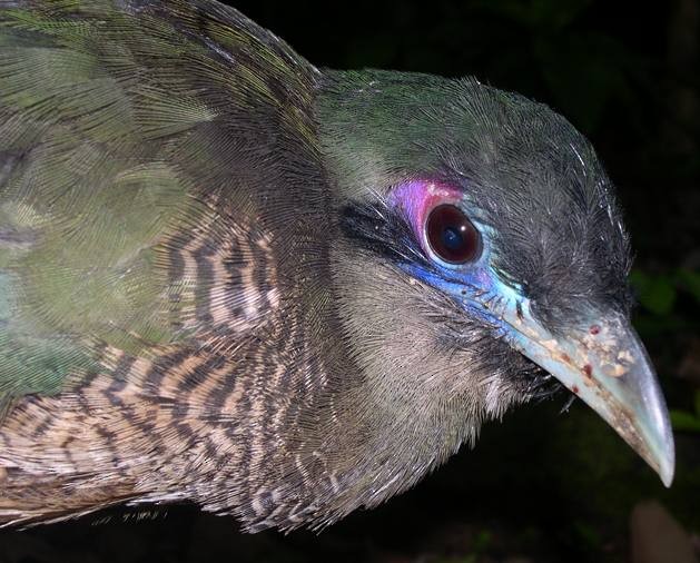 Sumatran Ground-Cuckoo - ML379032231