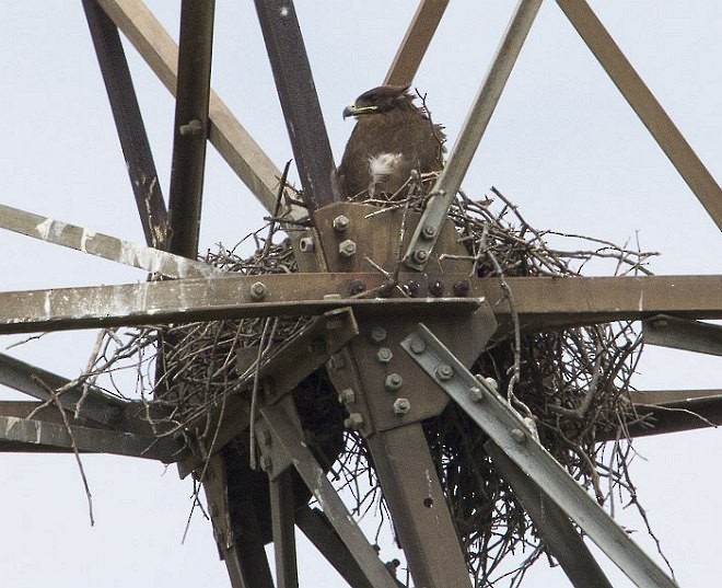 Indian Spotted Eagle - ML379032501