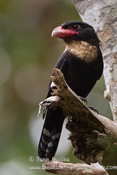 Dusky Broadbill - ML379032641