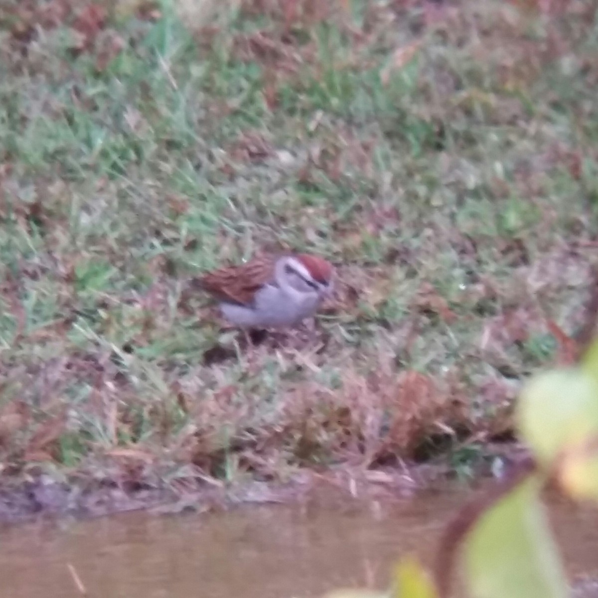 Chipping Sparrow - ML37903271