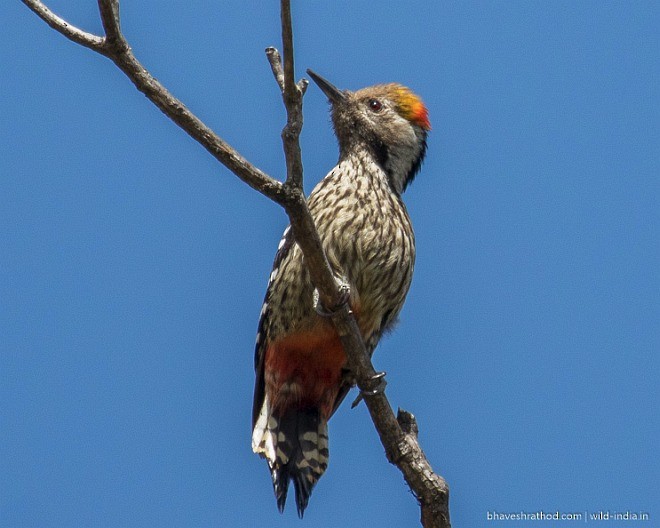 Brown-fronted Woodpecker - ML379032711