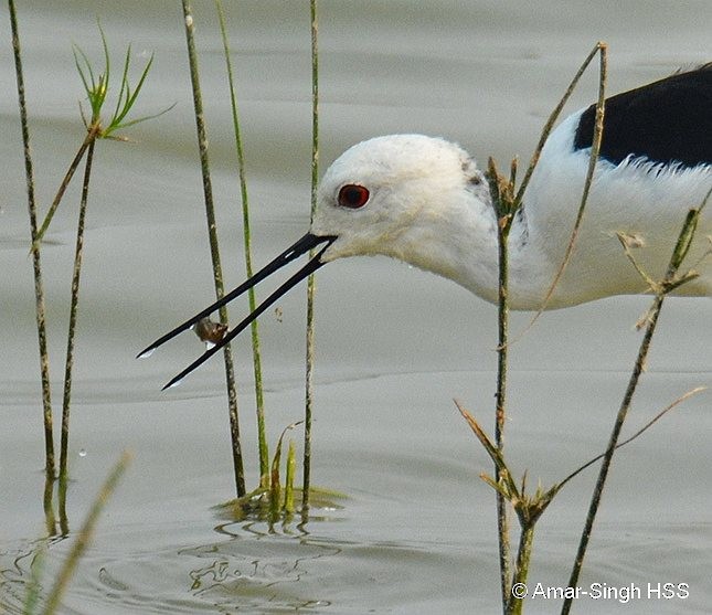 Black-winged Stilt - ML379033751