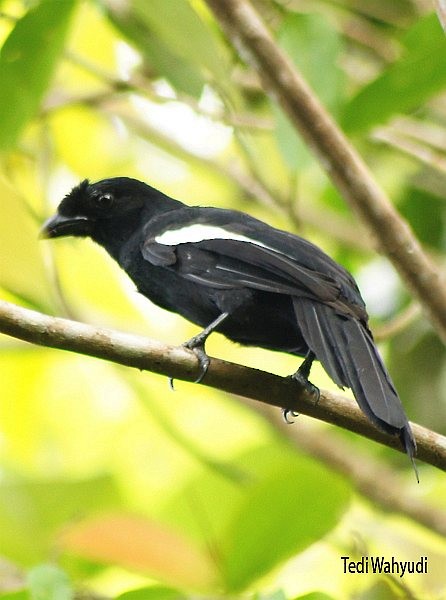 Malayan Black Magpie - ML379033771