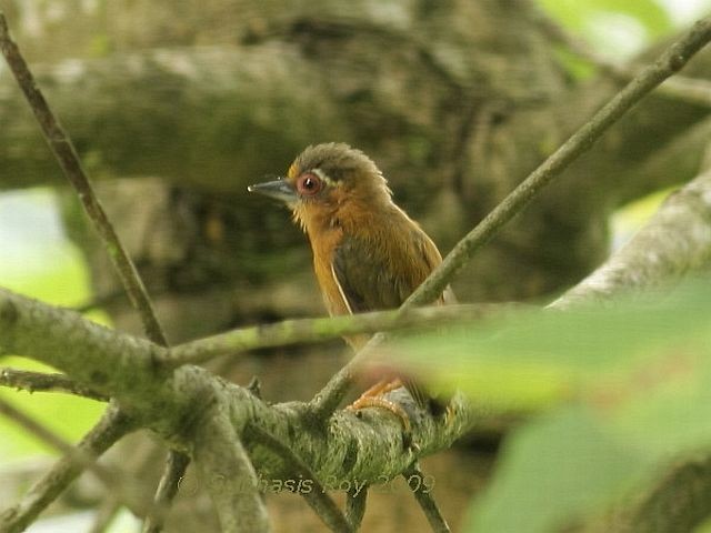 White-browed Piculet - ML379033911
