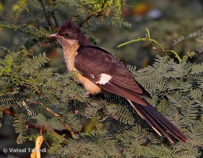 Pied Cuckoo - ML379033991