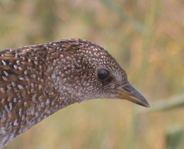 Swinhoe's Rail - ML379034171