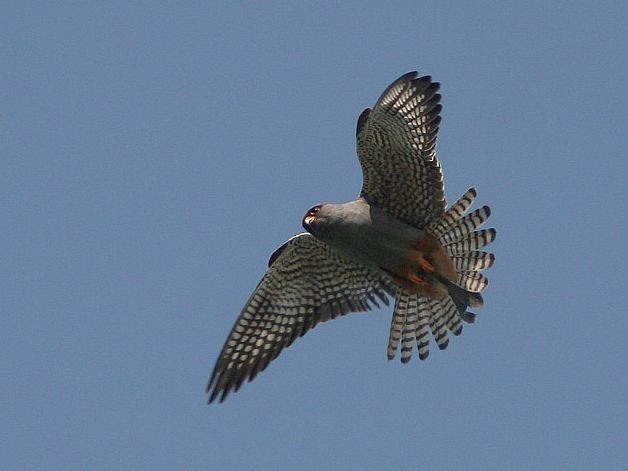 Red-footed Falcon - ML379034301
