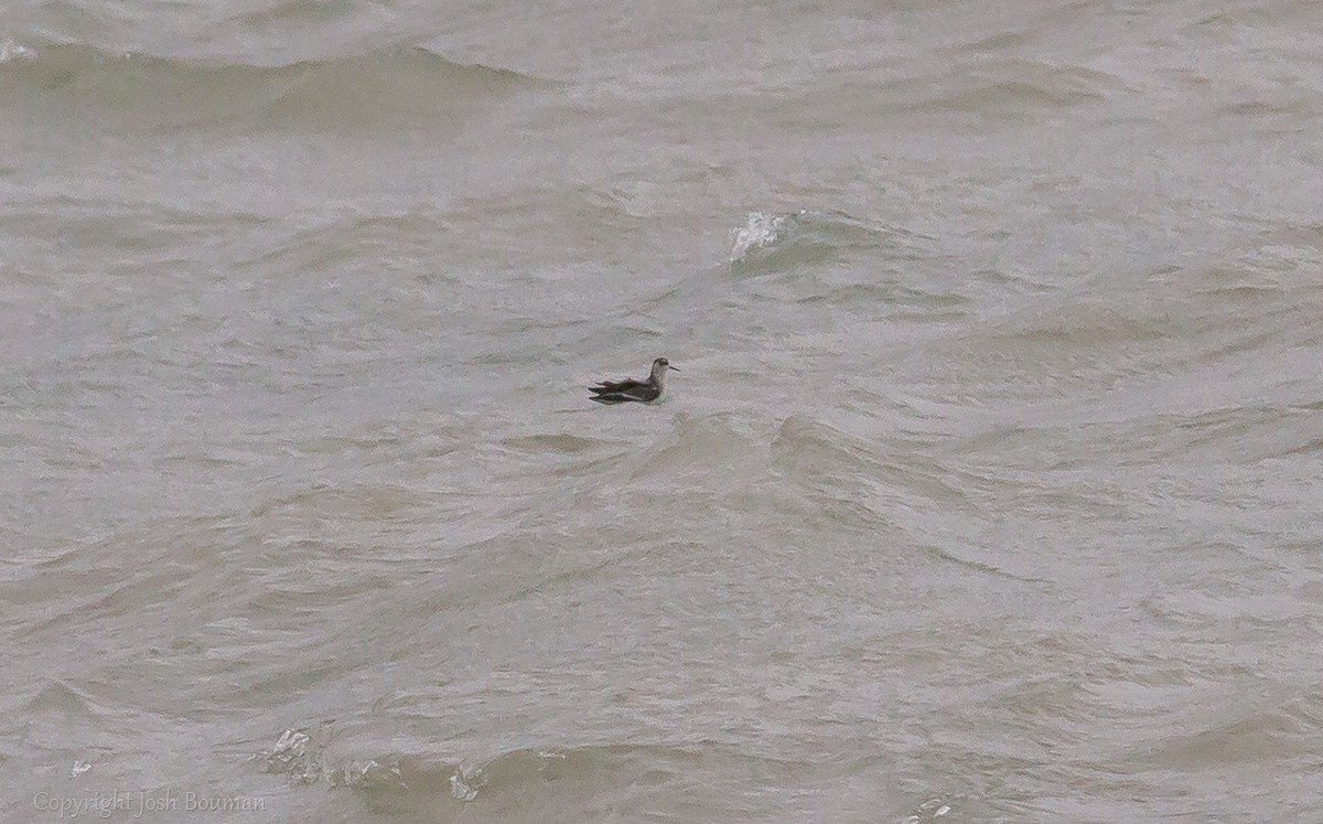 Red Phalarope - ML37903491