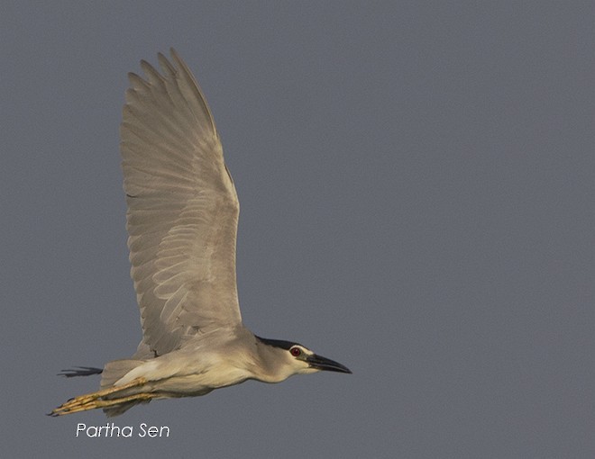 Black-crowned Night Heron (Eurasian) - PARTHA SEN