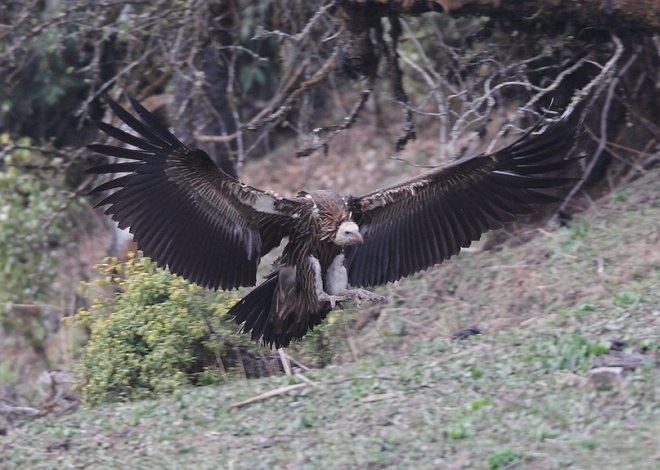 Himalayan Griffon - ML379036441