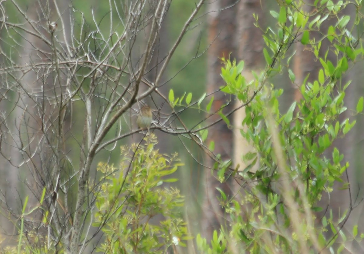 Bachman's Sparrow - ML379036741
